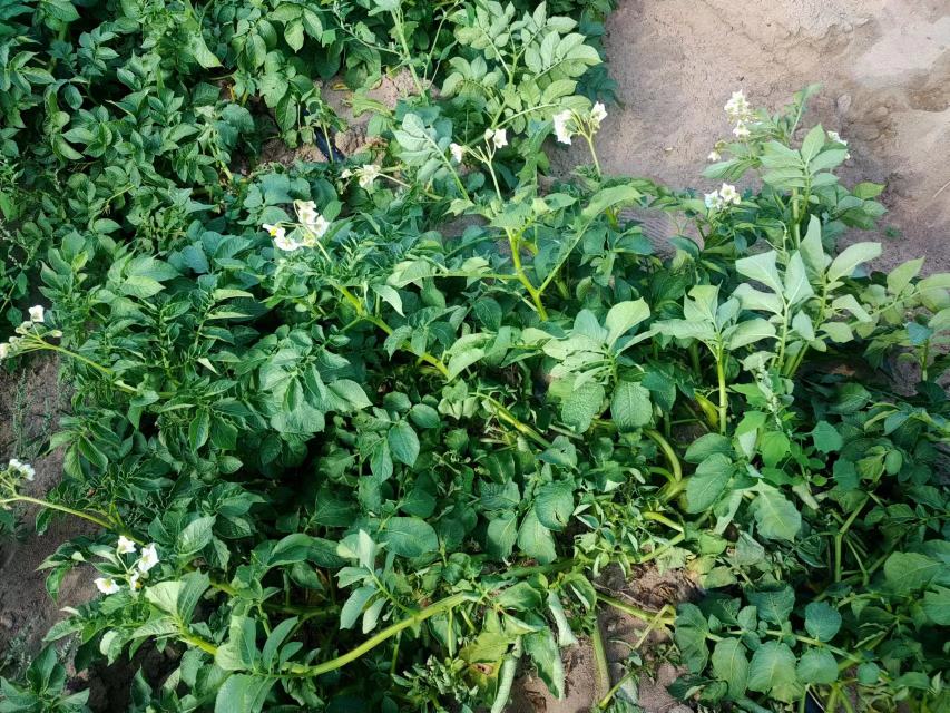 一片正在生长的扁豆田,植株繁茂,花朵盛开,呈现出生机勃勃的景象 扁豆田地种植场景