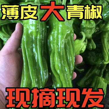 退伍老兵返乡创业诚信经营鲜辣椒薄皮椒微辣