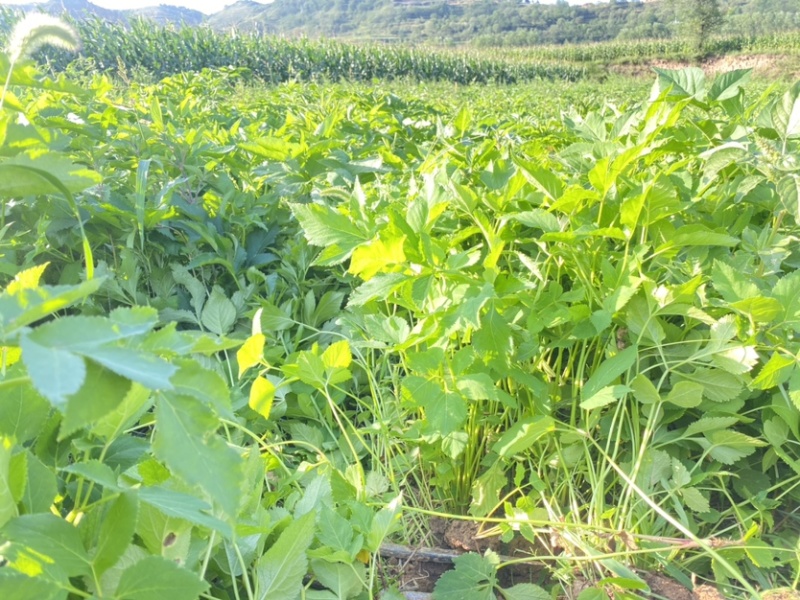 肉独活苗，辛辛苦苦大半年，不知道啊