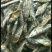 桃花马口鱼干烤干烘干无盐干