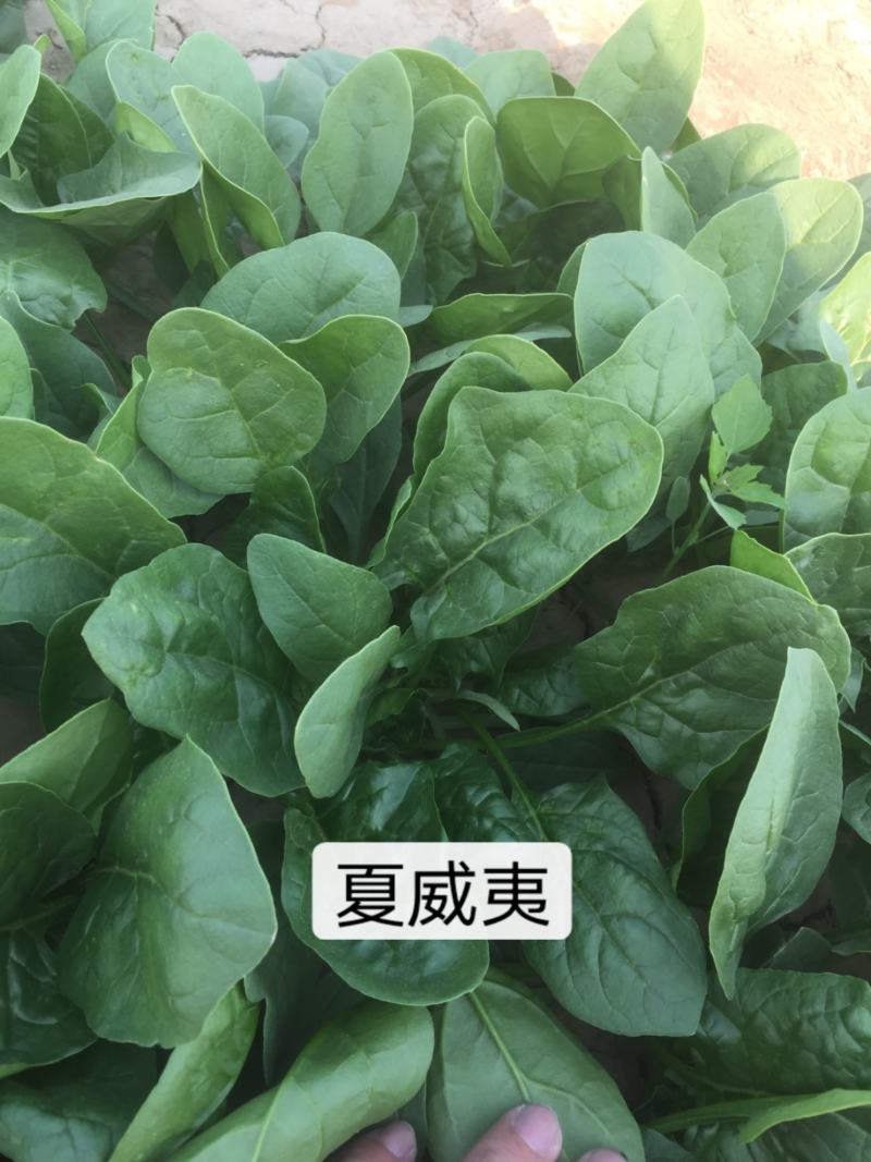 夏威夷菠菜种子短抗38度高温抗热菠菜种籽半圆叶耐热菜种