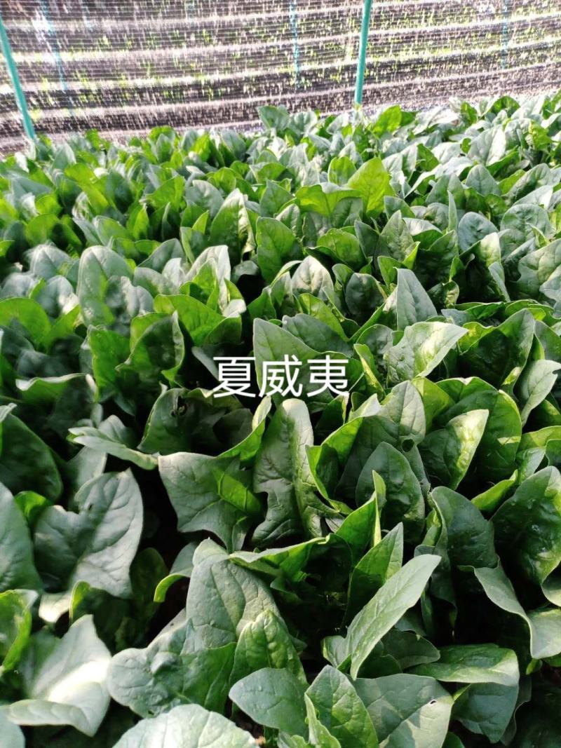 夏威夷菠菜种子短抗38度高温抗热菠菜种籽半圆叶耐热菜种