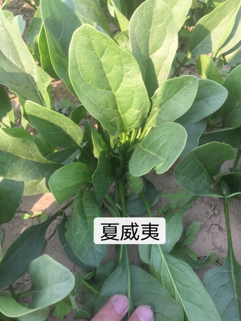 夏威夷菠菜种子短抗38度高温抗热菠菜种籽半圆叶耐热菜种