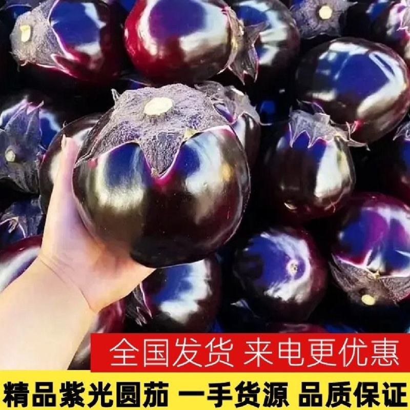 【电话议价】聊城紫光圆茄子/社区电商/市场加工厂/赶集货