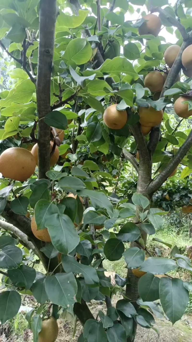 金秋梨