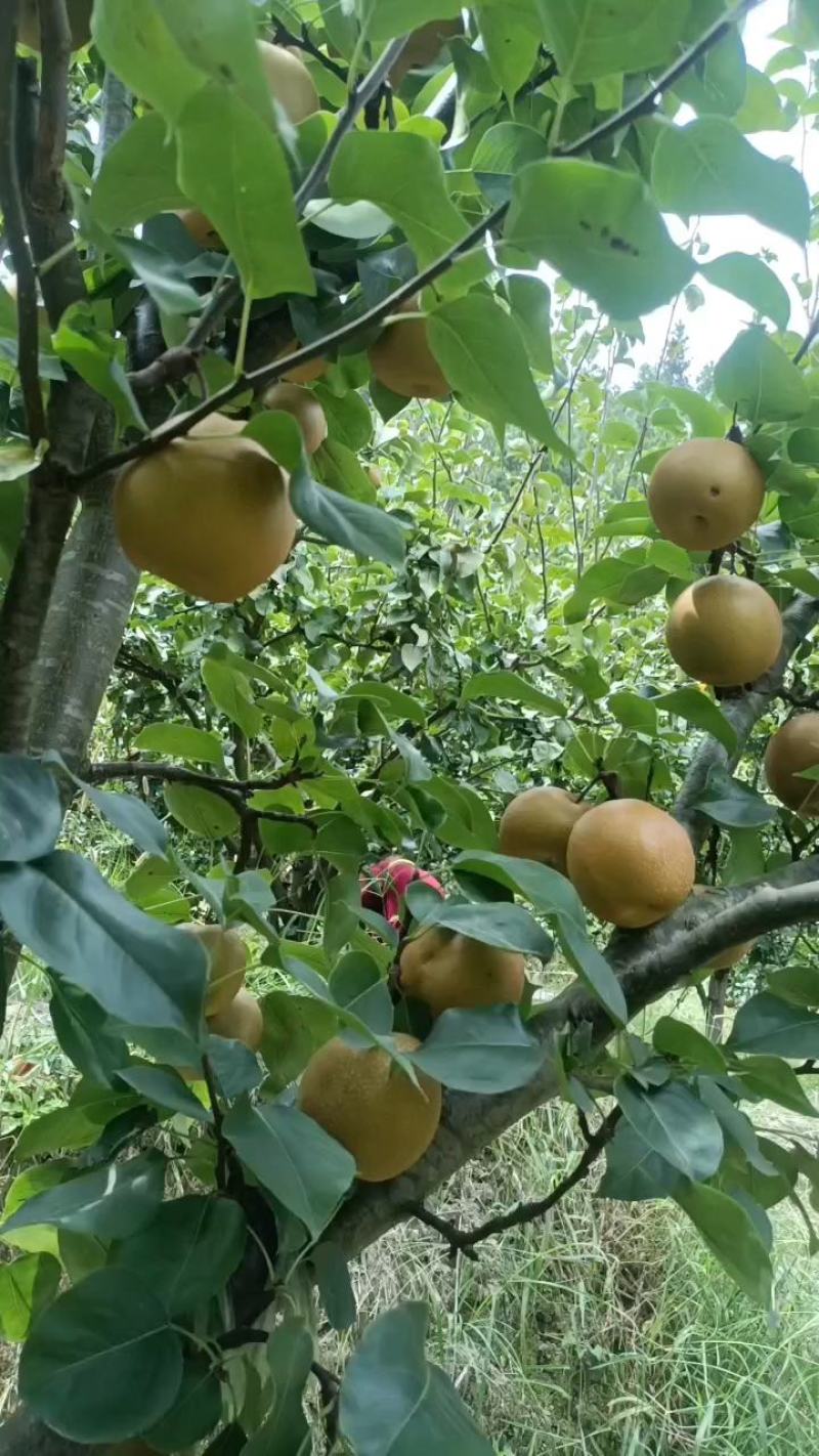 金秋梨