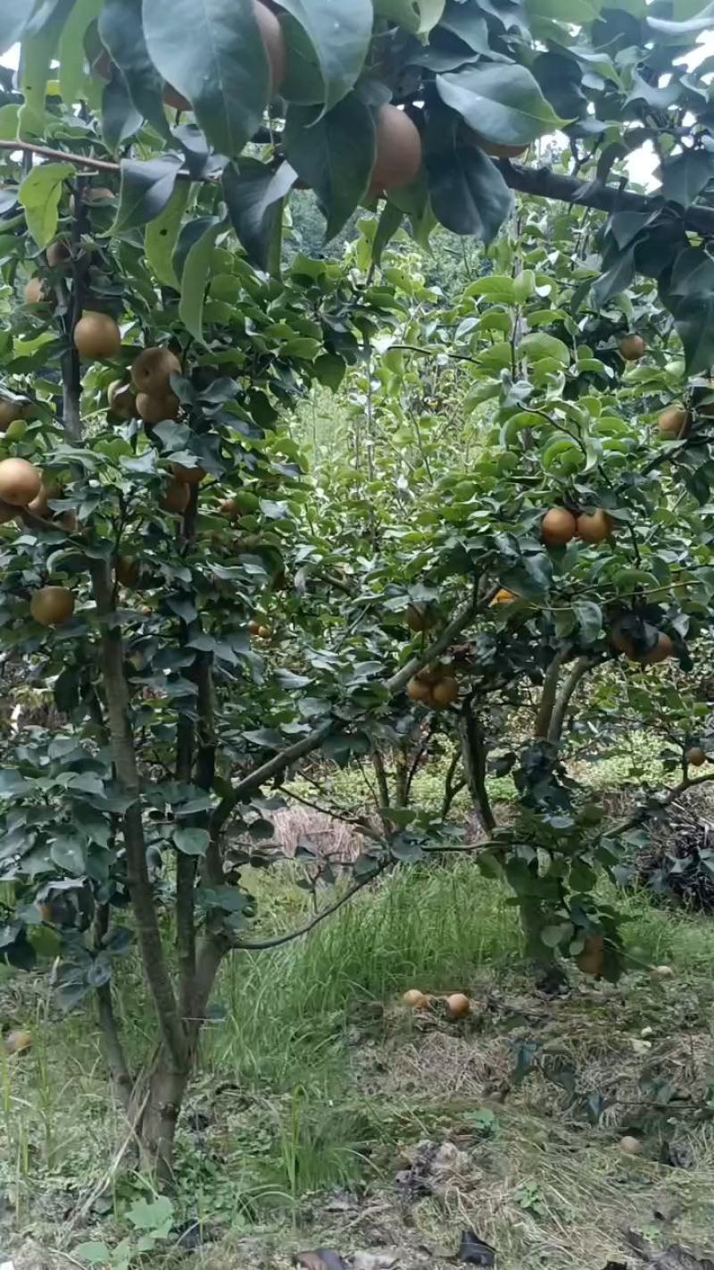 金秋梨