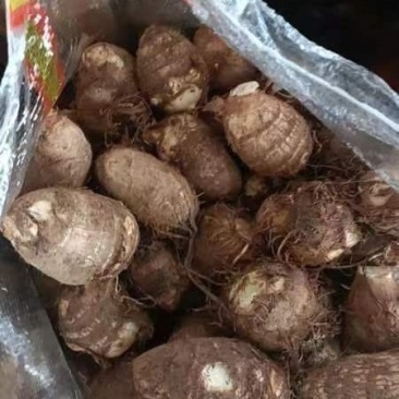 山东省沂水县芋头产地大量出售!价格便宜质量好