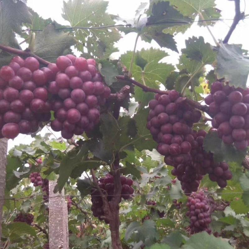 《推荐》冷库巨峰葡萄质量好耐运输价格便宜