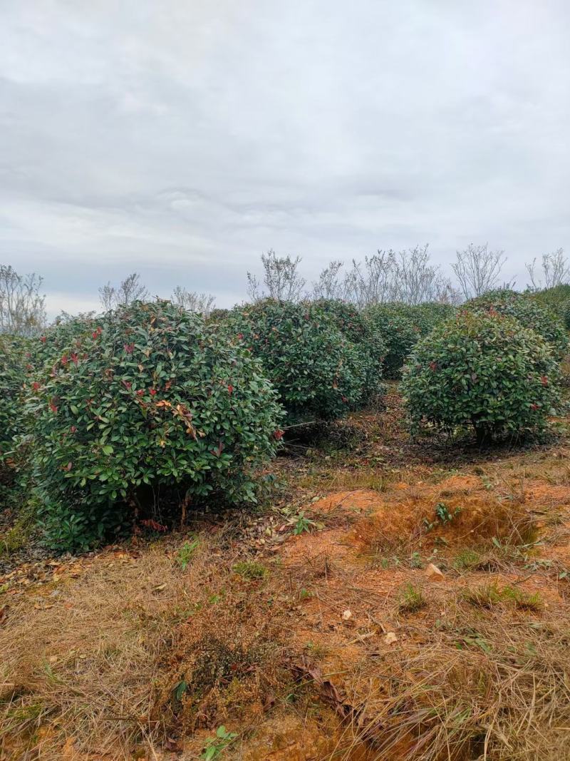 红叶石楠球价格详谈基地直供大量有货保质保量全国发货