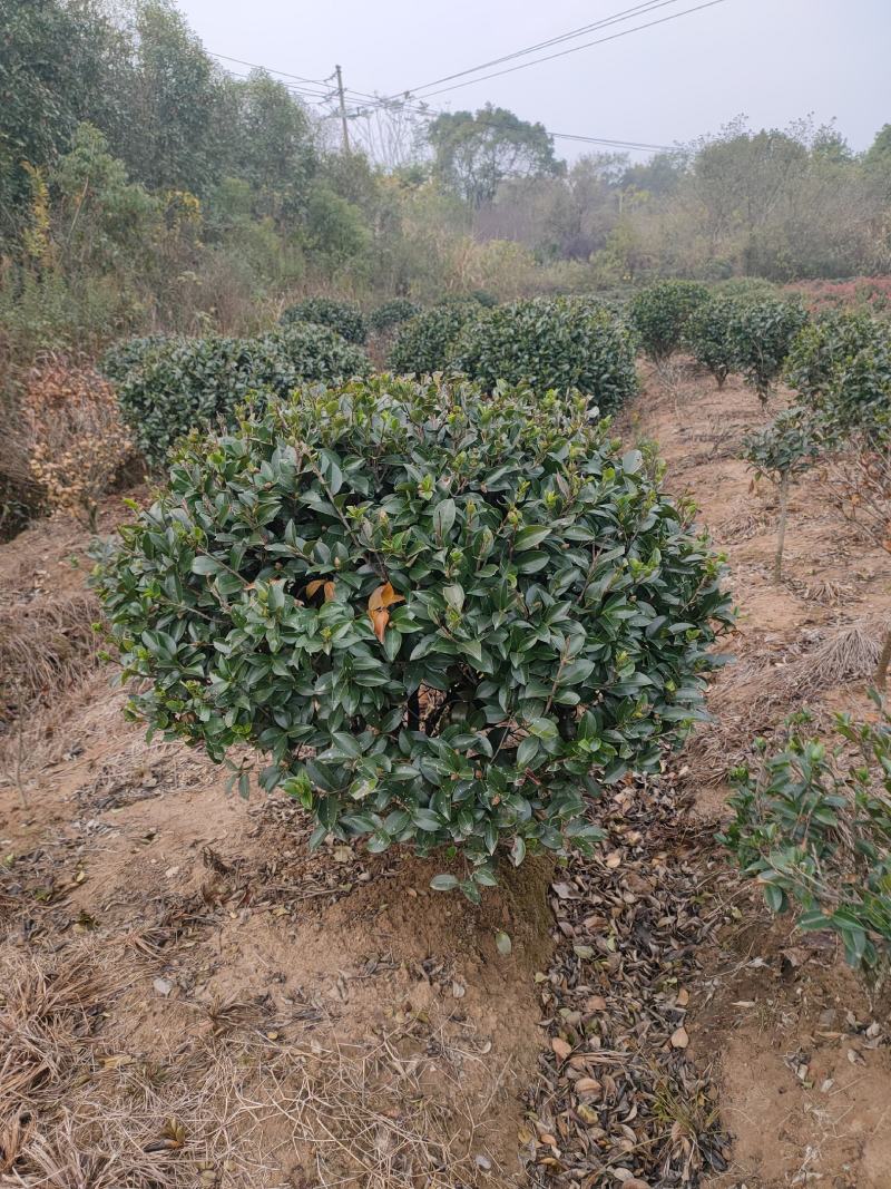 红叶石楠球价格详谈基地直供大量有货保质保量全国发货