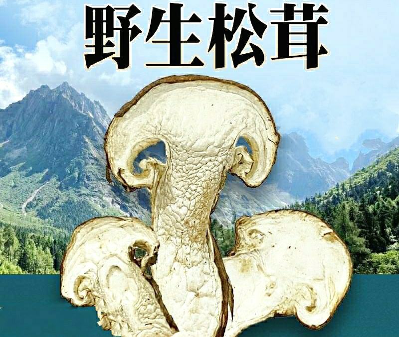 松茸云南特产松茸干片干净无杂菌香浓郁营养丰富包邮