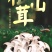 松茸云南特产松茸干片干净无杂菌香浓郁营养丰富包邮