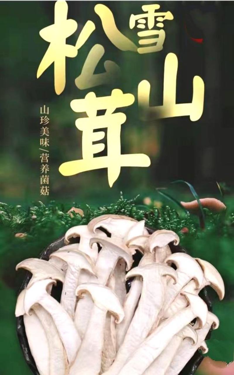 松茸云南特产松茸干片干净无杂菌香浓郁营养丰富包邮