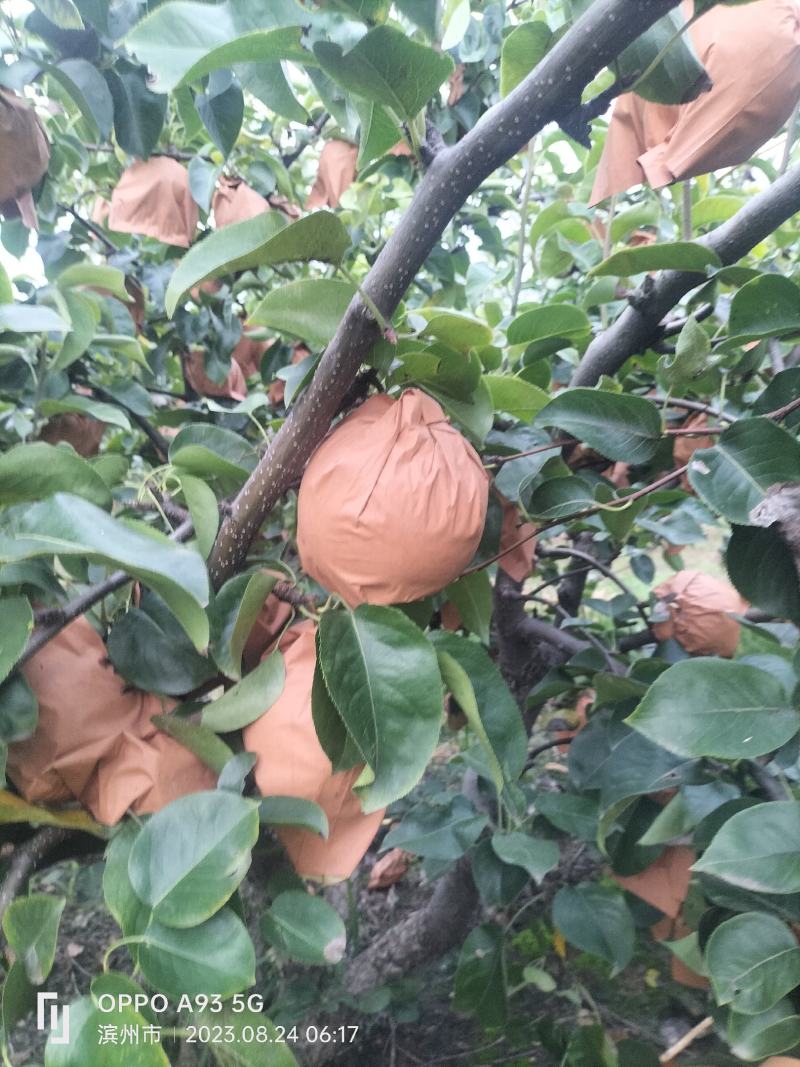 阳信黄冠梨现货大量供应可对接商超量大从优