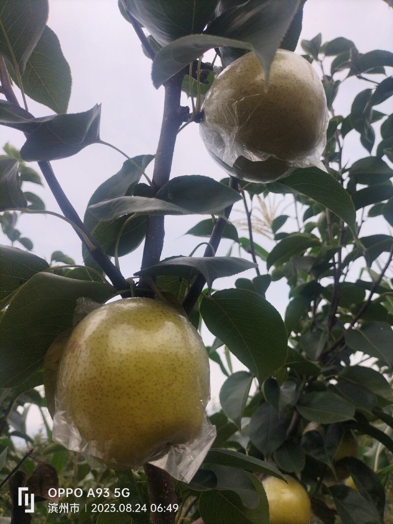阳信黄冠梨现货大量供应可对接商超量大从优