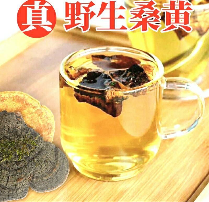 西藏野生桑树桑黄深山采摘菌香浓郁泡茶泡水营养丰富