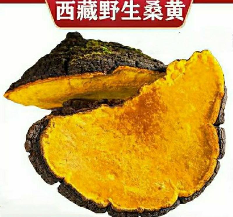 西藏野生桑树桑黄深山采摘菌香浓郁泡茶泡水营养丰富