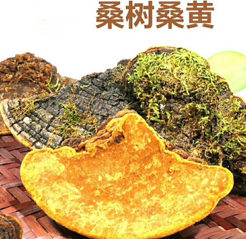 西藏野生桑树桑黄深山采摘菌香浓郁泡茶泡水营养丰富