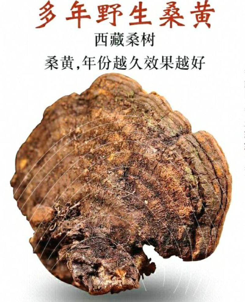 西藏野生桑树桑黄深山采摘菌香浓郁泡茶泡水营养丰富