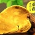 西藏野生桑树桑黄深山采摘菌香浓郁泡茶泡水营养丰富