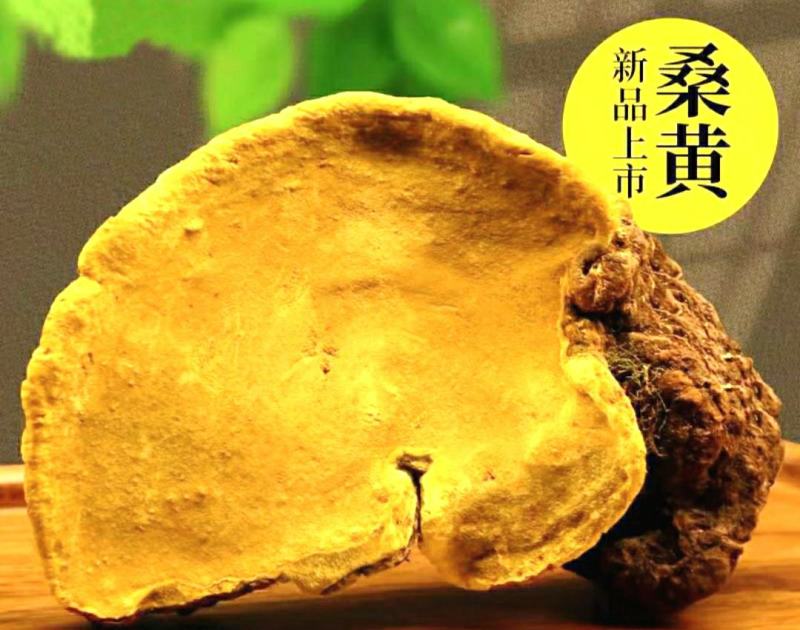 西藏野生桑树桑黄深山采摘菌香浓郁泡茶泡水营养丰富