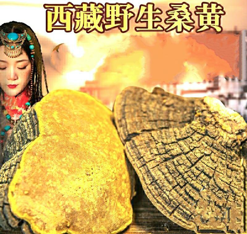 西藏野生桑树桑黄深山采摘菌香浓郁泡茶泡水营养丰富
