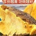 西藏野生桑树桑黄深山采摘菌香浓郁泡茶泡水营养丰富