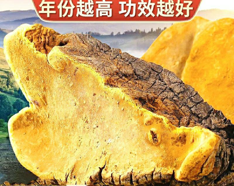西藏野生桑树桑黄深山采摘菌香浓郁泡茶泡水营养丰富