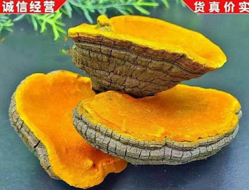 西藏野生桑树桑黄深山采摘菌香浓郁泡茶泡水营养丰富