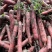 红萝卜秤干红水萝卜产地新鲜供应代发支持提工厂拿一手货