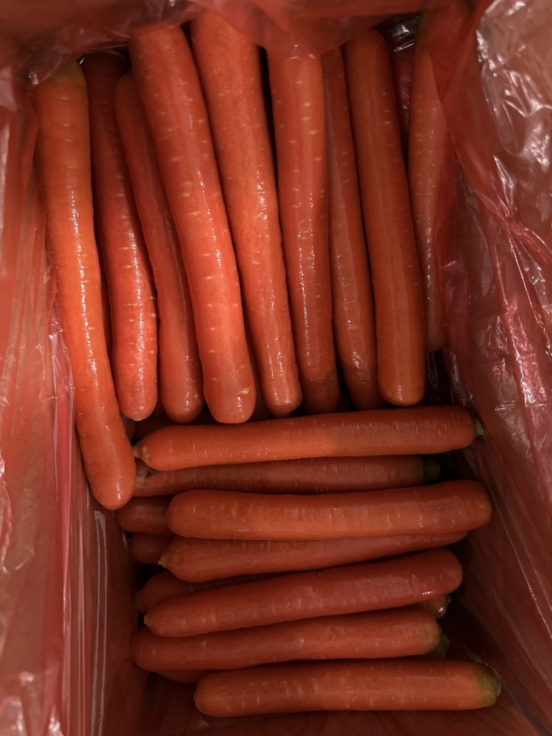 精品水果胡萝卜大量上市规格齐全价格合理欢迎批发