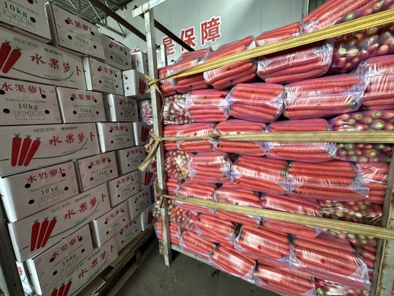 精品水果胡萝卜大量上市规格齐全价格合理欢迎批发