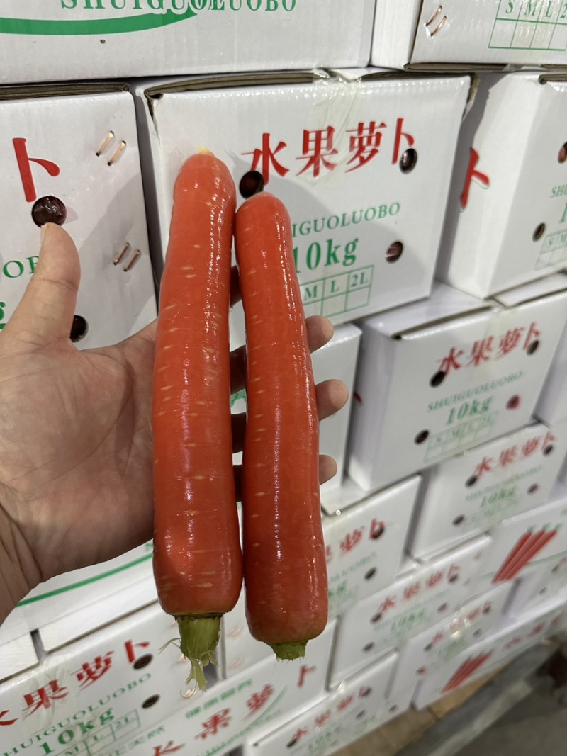 精品水果胡萝卜大量上市规格齐全价格合理欢迎批发