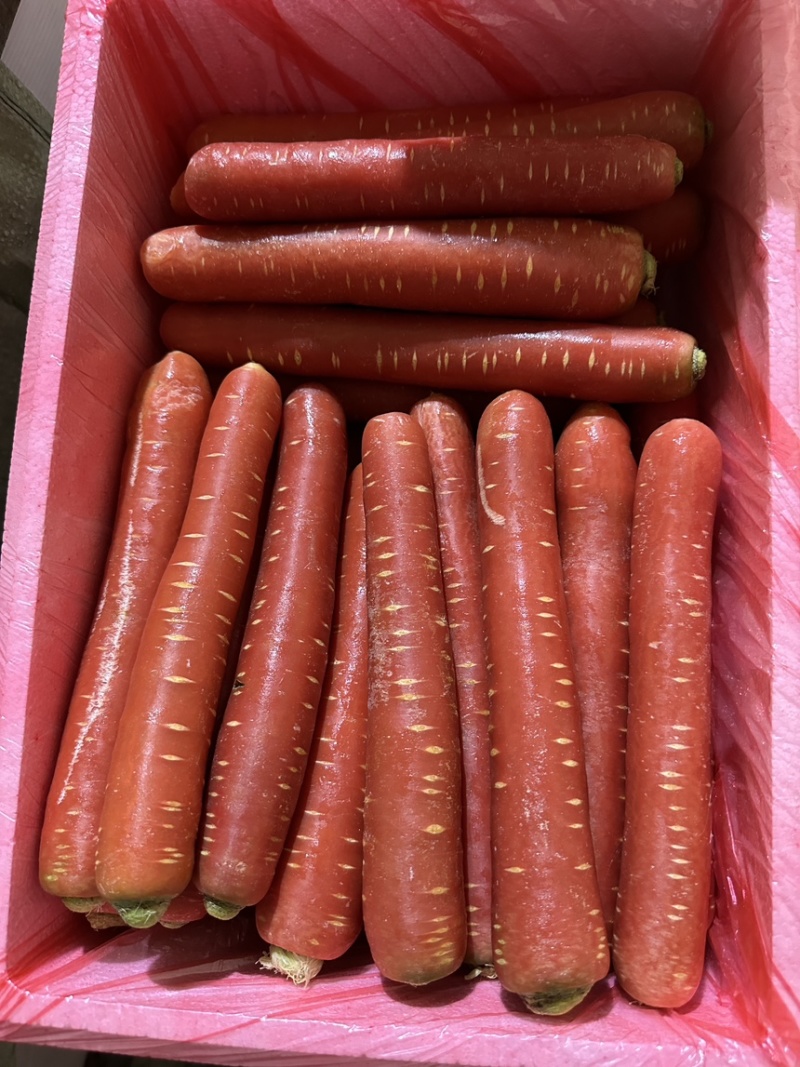 精品水果胡萝卜大量上市规格齐全价格合理欢迎批发