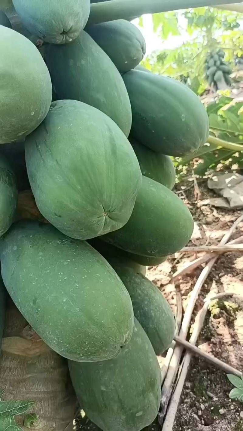电白大青木瓜，大量有货，工厂瓜，市场瓜都有，有需要的联系