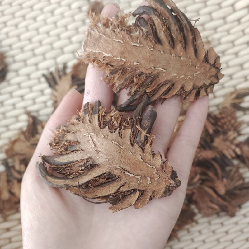 贯众，净货，个大，一手货源，保质保量，批发各种中药材
