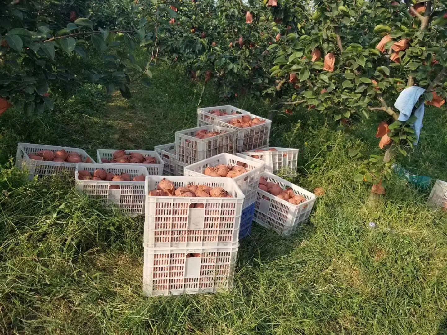 陕西省咸阳市礼泉县绿宝石梨采摘现场,农户正在分拣装箱 绿宝石梨采摘现场