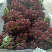 红宝石葡萄大量上市口感甜，颗粒大串行好颜色均匀