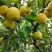 河北皇冠梨
