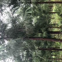 （湖北）柳杉树30亩，四年生，地径5公分