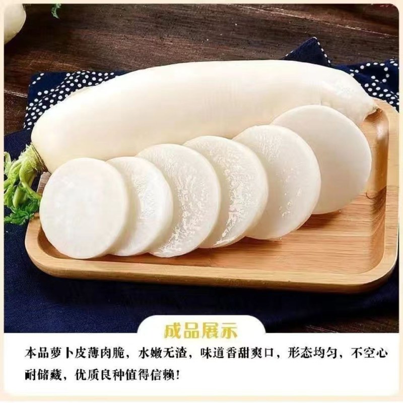 YR新白玉春（袋装）白萝卜种子