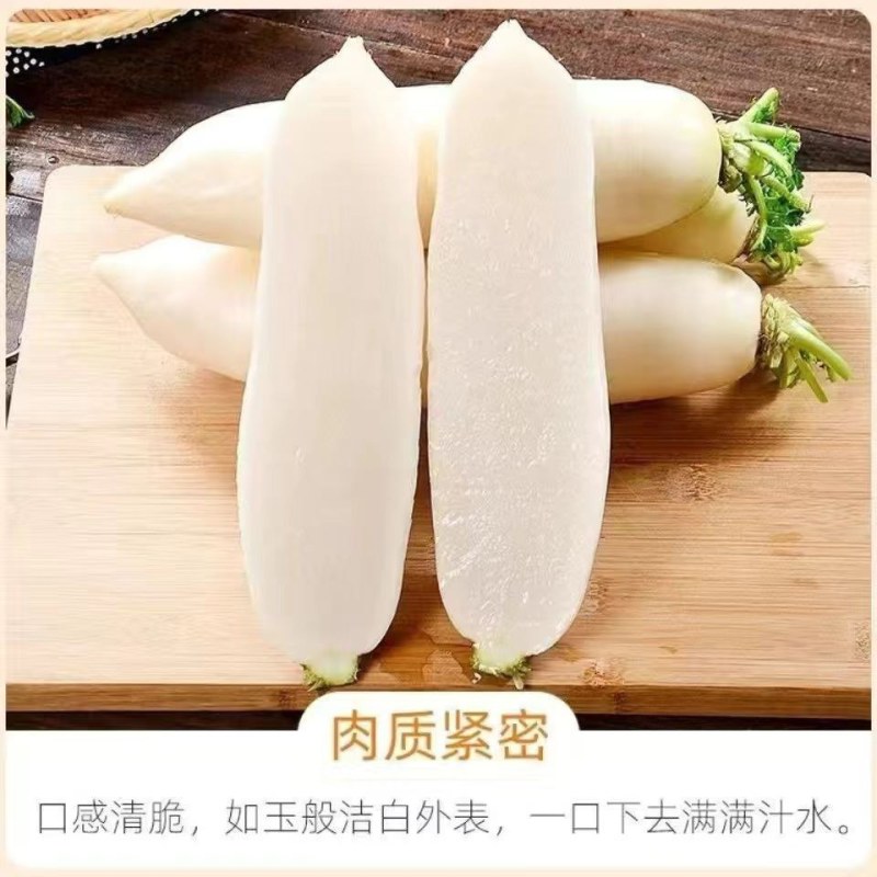 YR新白玉春（袋装）白萝卜种子