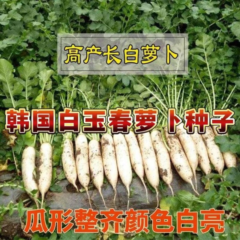 YR新白玉春（袋装）白萝卜种子