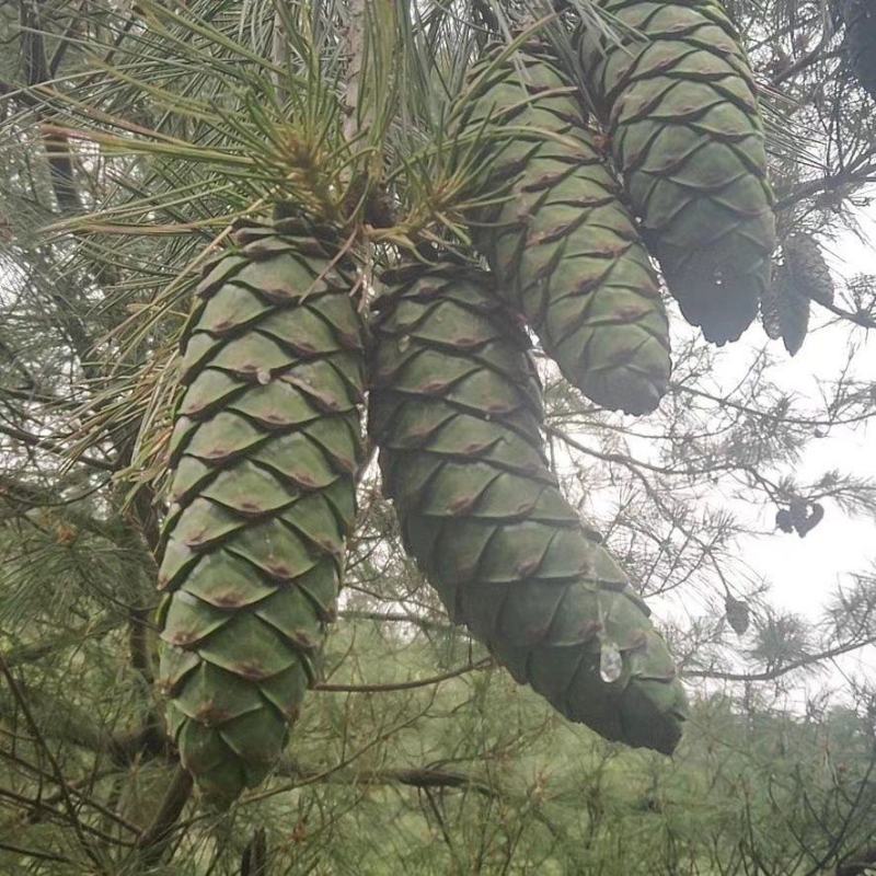 野生松塔，现摘现发，农户一手货源。