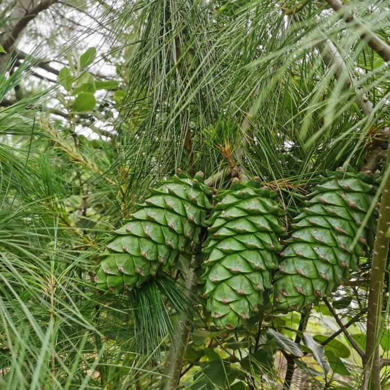 野生松塔，现摘现发，农户一手货源。