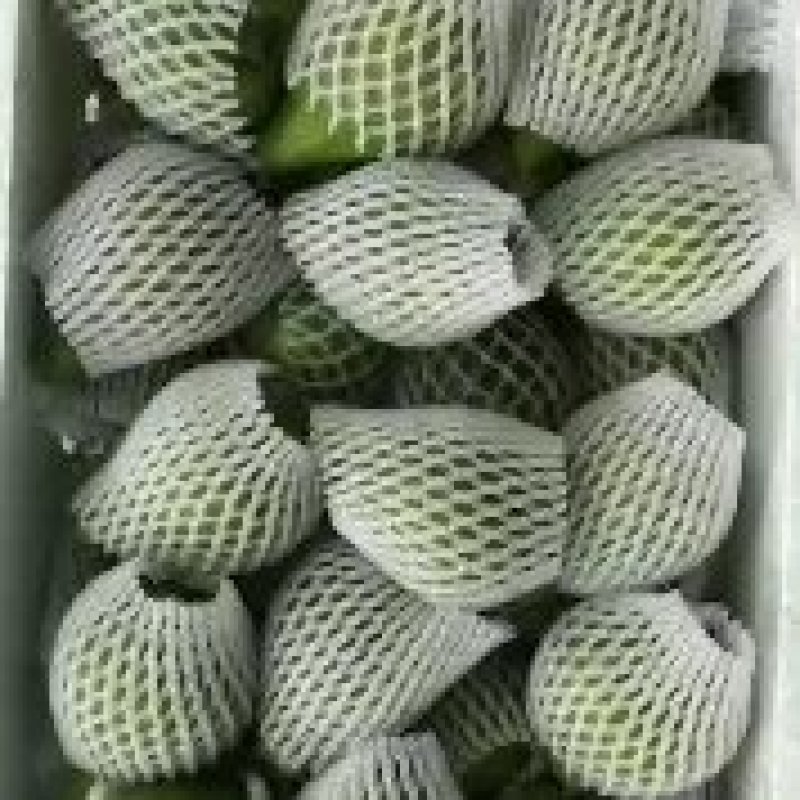 威海青皮无花果