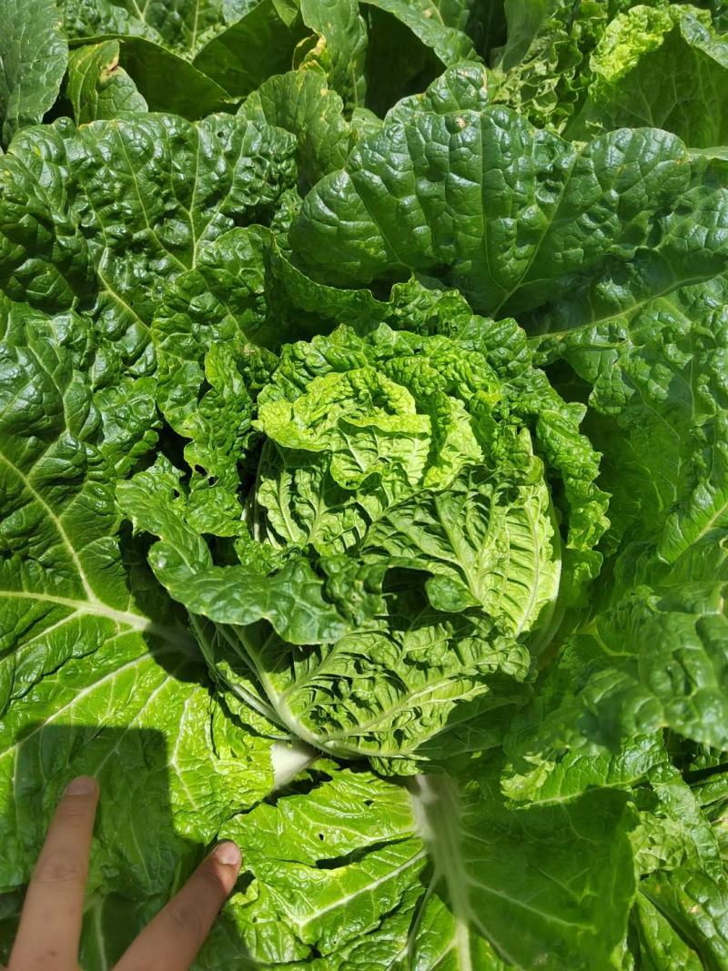 黄心大白菜