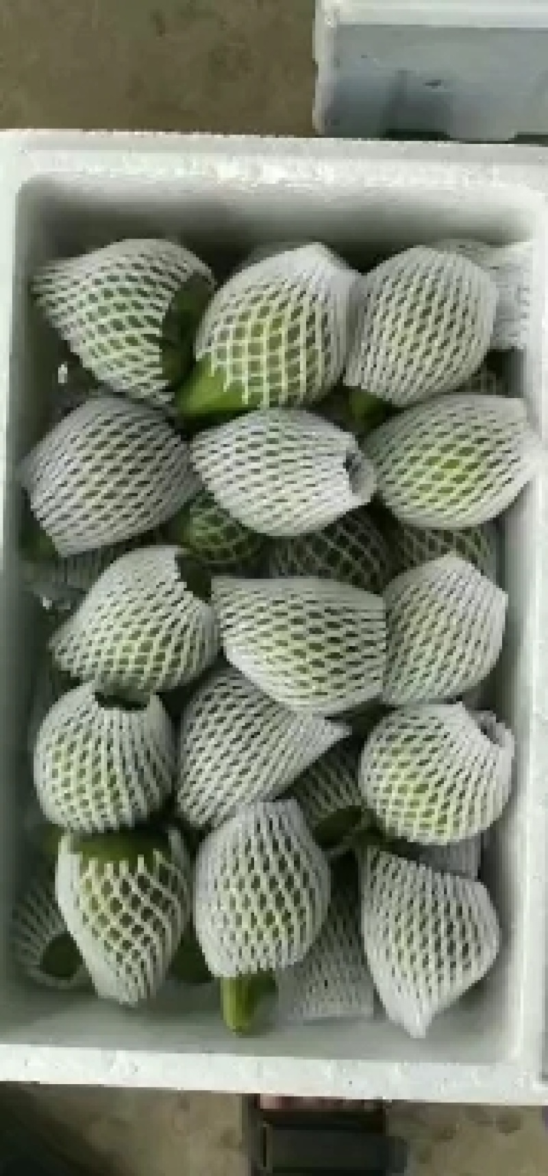 威海青皮无花果