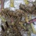 黄精鸡头黄精姜形黄精新鲜货保证野生正品